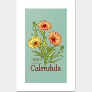 Herb Calendula-Herb plant Calendula-Spring flowers Calendula-Easter gift-Beautiful Herb flowers Posters and Art